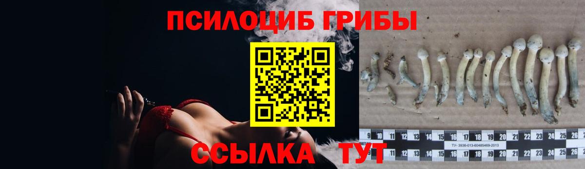 Псилоцибиновые грибы Cubensis Армавир